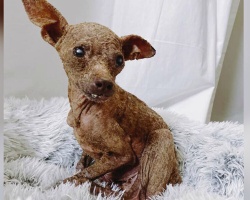 This “Little Mummy” Dog Was Unrecognizable — Until Love Brought Her Back to Life