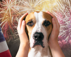 How To Help Your Dog Stay Calm During Fourth of July Fireworks