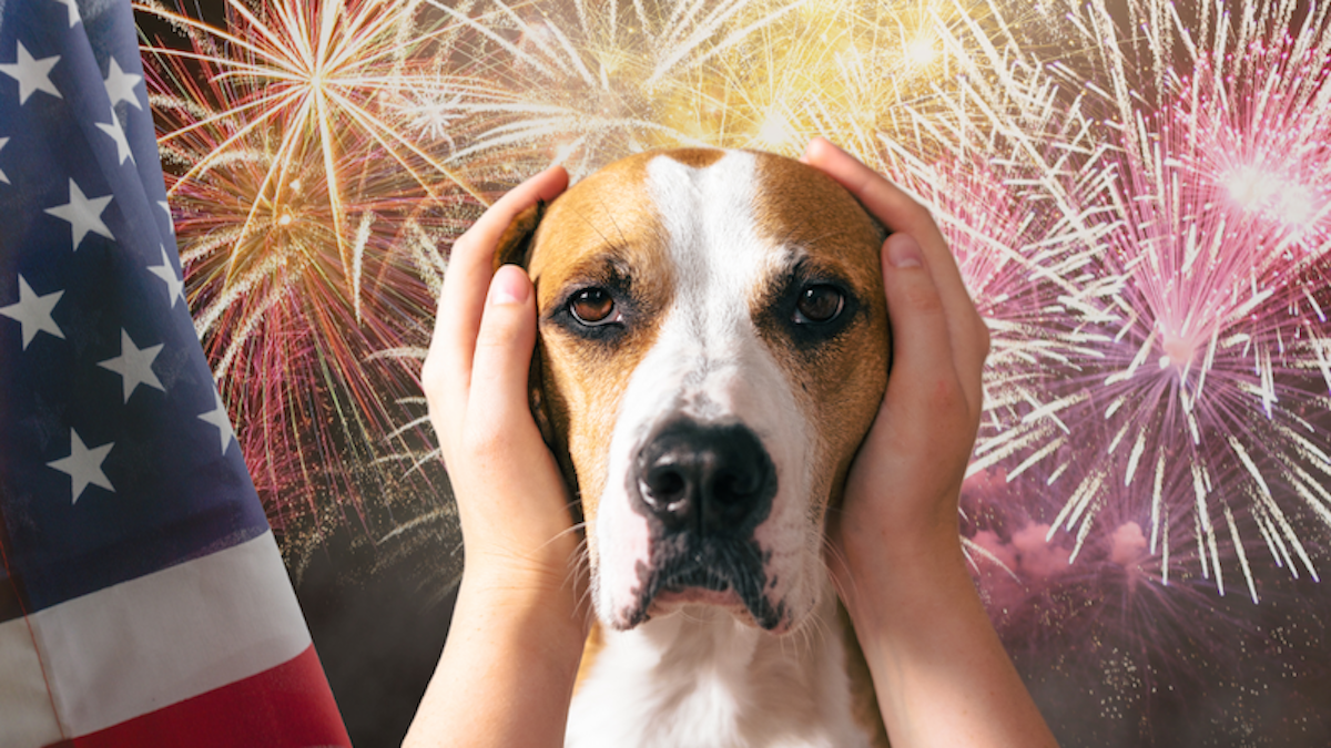 How To Help Your Dog Stay Calm During Fourth of July Fireworks