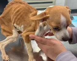 Starving Pup Abandoned in Bronx Apartment Finds Hope and a New Beginning