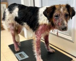 Shelter Volunteers Stunned by Owner’s Excuse for Dog’s Severe Injuries