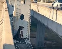 Terrified Pittie Trapped On Bridge For 12 Hours Finally Gets The Help She Desperately Needed