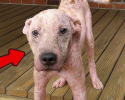 Pit Bull Who Was Slowly Turning To ‘Stone’ Can’t Stop Wagging His Tail Now