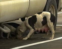 Woman Sees Shivering Pittie in the Cold — Then Realizes She’s Not Alone