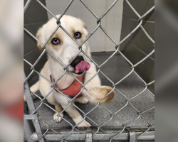 ‘Quiet’ Shelter Pup Gently Reaches Out — Not Realizing She’s Different