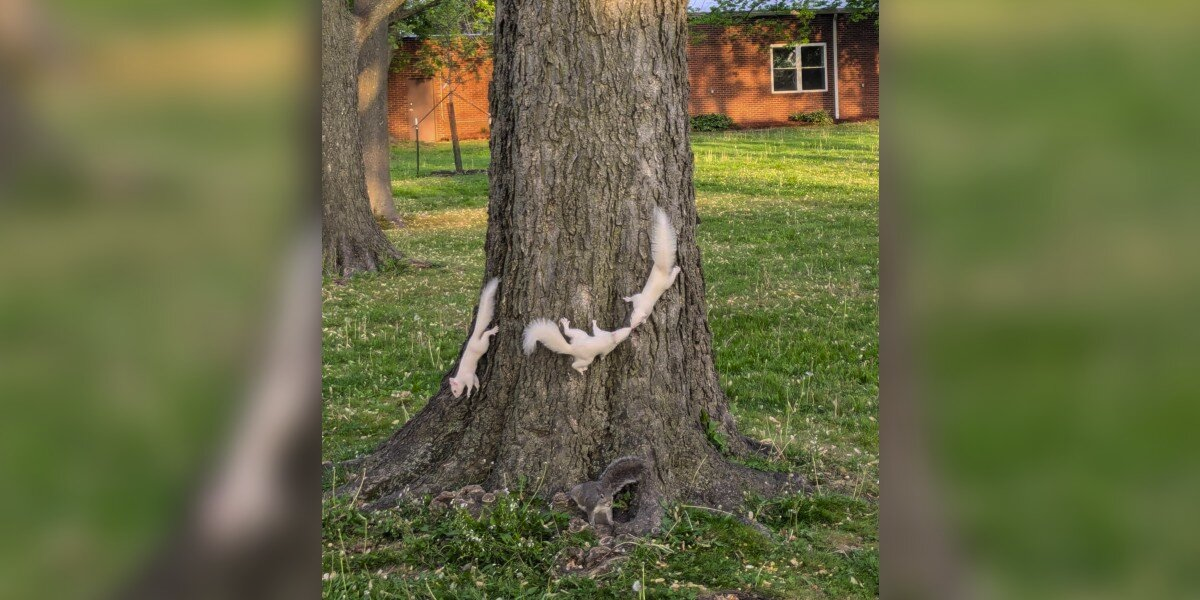 Man Spots 3 White Squirrels Playing In a Tree — Then Realizes He Missed One