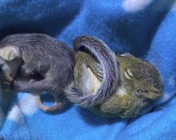 Rescued Baby Opossum Escapes Incubator — Just to Snuggle Her New Best Friend