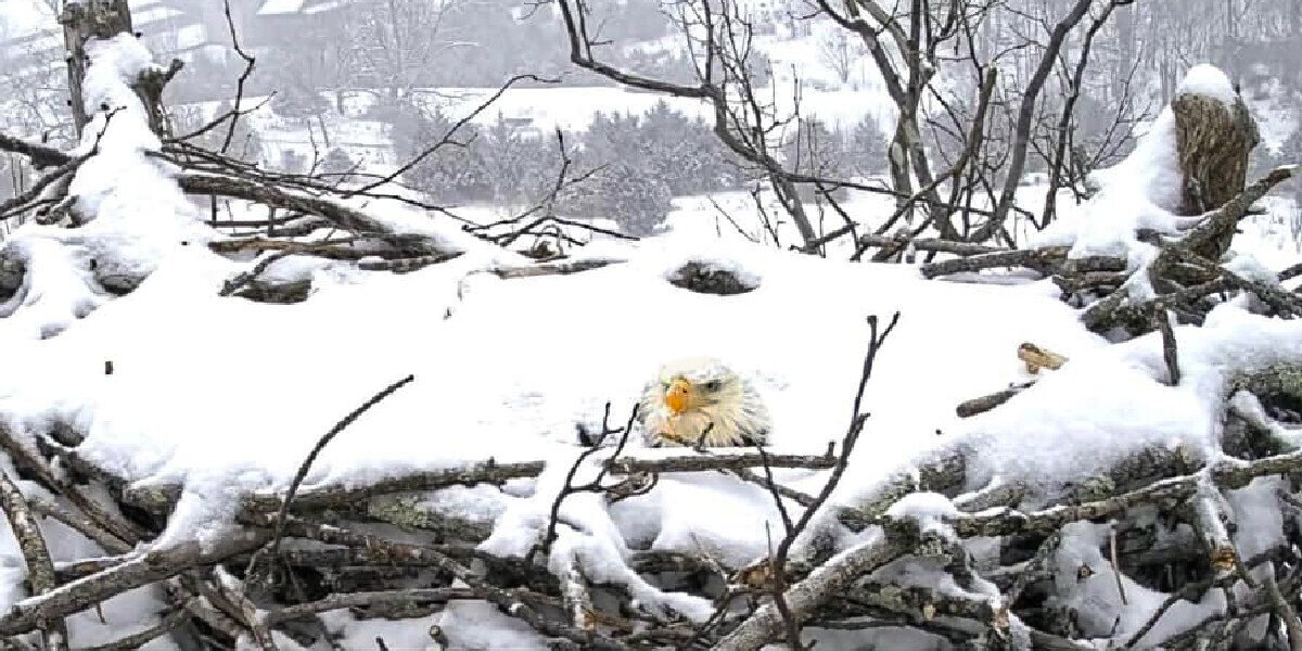 Snow Piles On Top Of Eagle Mom — But She Refuses To Leave Her Nest