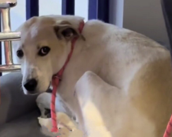 Shelter Dog Still Waiting After 5 Years — All He Wants Is Someone He Can Finally Trust