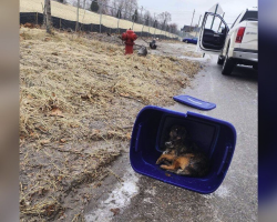 Woman Spots Taped-Up Tote on the Curb — Then Hears Something Inside