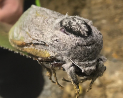 Workers Stumble Upon a Rat-Sized Moth at a School — And Can’t Believe Their Eyes