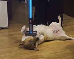 Dog Is So Obsessed With the Vacuum, Cleaning the House Is Basically Impossible