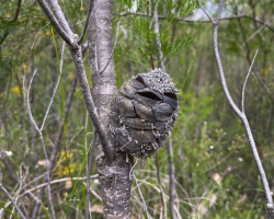 Woman Spots A Smiling “Baby Bird” — Then Zooms In And Bursts Out Laughing