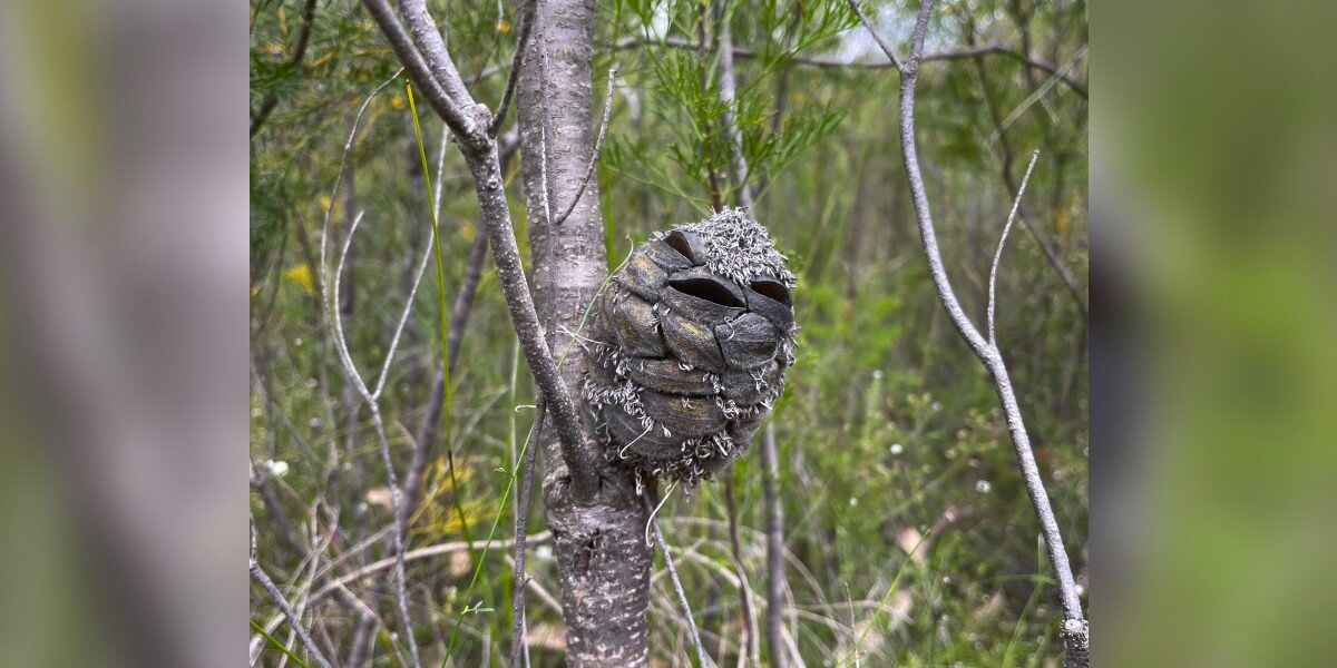 Woman Spots A Smiling “Baby Bird” — Then Zooms In And Bursts Out Laughing