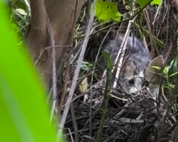 Rescuers Spot Tiny Eyes In a Flooded Marsh — And Launch a Muddy, Unforgettable Mission