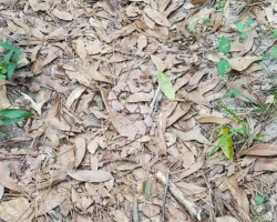 The Internet Is Completely Stumped By The Hidden Snake In This Photo