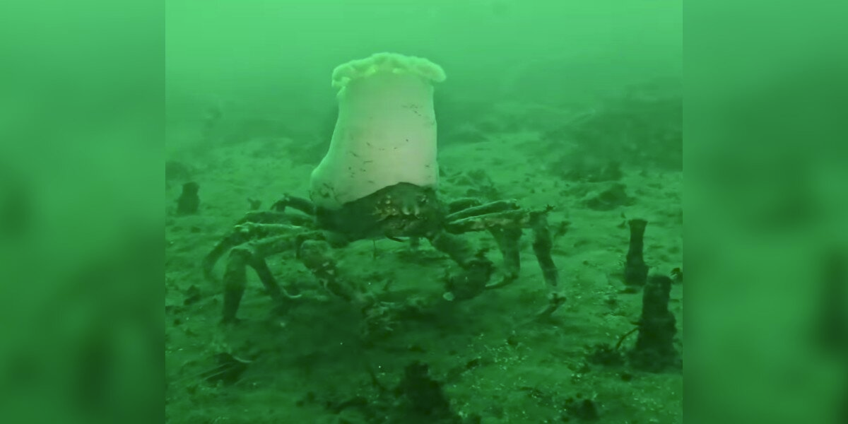 Scuba Diver Spots Crab Wearing What Looks Like a Giant Chef’s Hat — And It’s Hilarious