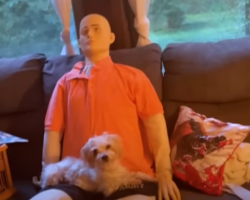 Tiny Senior Dog Shares Heartwarming Connection With Life-Sized Emotional Support Doll