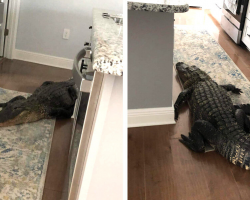 Florida Woman Hears a Knock — And Finds an 8-Foot Alligator Inside Her Home