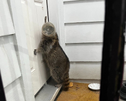 Animal With Jar Stuck On Head Finds the Right Door to Knock On