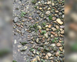 No One Can Spot The Little Frog Hiding Among These Rocks
