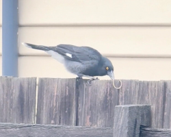 Wild Bird Masters Rubber Band Slingshot — And Looks Ready for Battle