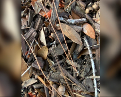 Woman Snaps a Photo of a Mysterious Little Animal — Then Realizes He’s Vanished