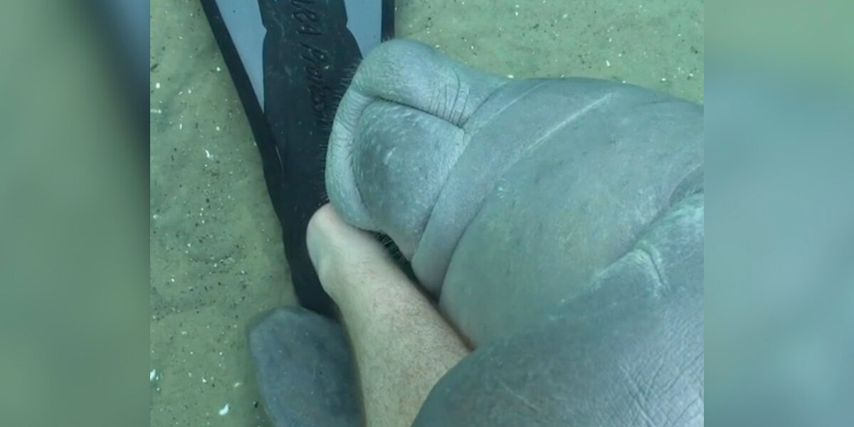 Diver Gets an Unexpected “Hug” From a Playful Manatee