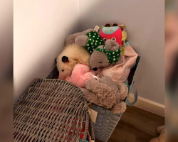 Woman Spots a Basket of Stuffed Animals — Then Realizes One Is Very Much Alive