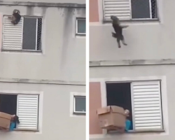 Woman Praised as Hero After Catching Dog Who Fell From Apartment Window