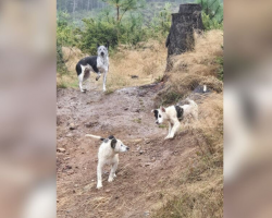 Rescuers Find Shivering Dog Family Huddled in the Rain — And Refuse to Give Up
