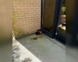 Navy Base Staff Shocked By Tiny Wild Visitors At Their Door