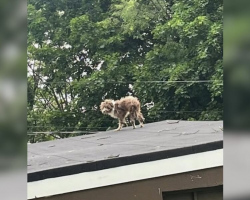 Puppy Found Stranded On Rooftop Gets The Second Chance He Was Waiting For