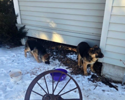 Frostbitten Puppies Found Huddled Beneath Porch In Subzero Cold