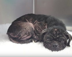 Pug Thrown From Van Finds Hope After a Lifetime of Neglect