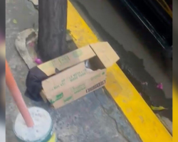 Shop Owner Finds Abandoned Box Outside Her Store — And Hears Tiny Cries From Inside