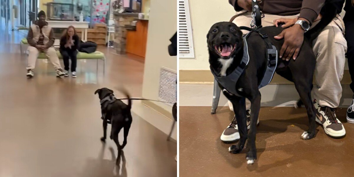 Shelter Dog Can’t Stop Smiling When His Family Finally Comes Back For Him