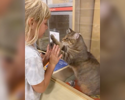 Shelter Cat Scratches At Glass, Pleads For A Family — And Finally Gets One