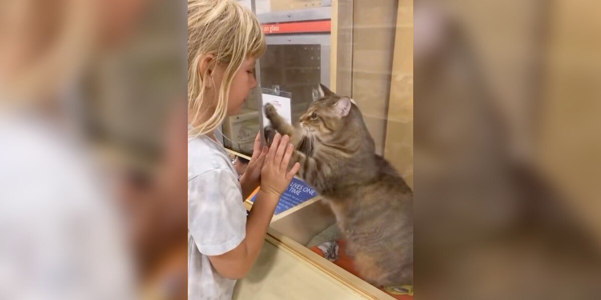 Shelter Cat Scratches At Glass, Pleads For A Family — And Finally Gets One