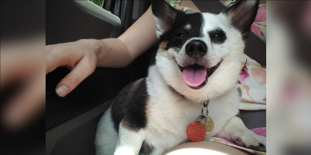 Woman Finds A Heartwarming New Purpose For Her Late Dog’s Favorite Bed