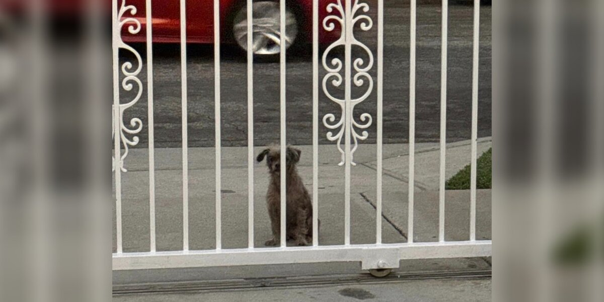 Stray Dog Peeks Through Gates, Hoping Someone Will Let Her In