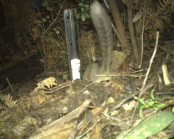 Scientists Thought These ‘Forest Fairies’ Were Gone Forever — Until A Camera Caught A Bushy Tail