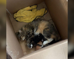 Rescuers Search Everywhere For Missing Mama Cat — And She Turns Up Right Where Her Heart Belongs