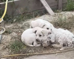 Woman Spots Fluffy Pile Near Landfill — And Realizes It’s A Family Desperate For Help