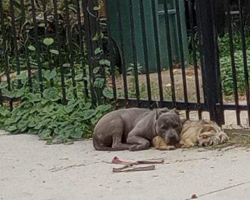 Bonded Pups Refuse To Let Go Of Each Other After Being Abandoned