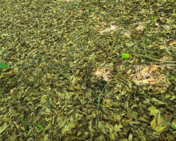 Can You Spot Them? Photo Of 3 Hidden Snakes Leaves Everyone Stumped