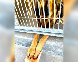 Sweet Dog Reaches Out For Love From Inside Her Shelter Kennel