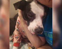 Dog Returned To Shelter 5 Times Still Hopes For A Forever Family