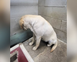 ‘Terrified’ Shelter Pup Stared At The Wall For Days — Until A Miracle Found Her