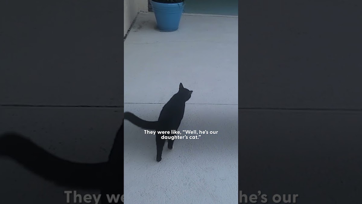 Cat Walks Over To Neighbor's House For Nightly Sleepovers